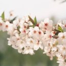 삼화탕 이미지