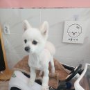 더폼나개