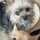 늘안아줄개 이미지