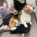 멍냥펫살롱 이미지