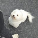 블루 독 스쿨 이미지