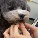 이정민애견미용학원 이미지