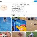 맑은오늘 애견유치원&호텔 이미지