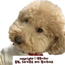 고전 한정식 | [상견례후기] 상견례 식당 송파 아라리 한정식 후기
