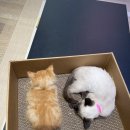 고양이입양소 이미지