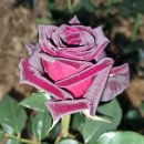 향기로부동산중개 이미지