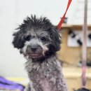 소르베 펫살롱 이미지