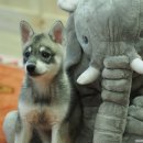 콜드베이켄넬 이미지