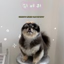 동일애견샵 | 부천 애견미용실 글로시 퍼, 알로페시아 관리를 위해 신중하게 고른 포메라니안 가위컷 후기