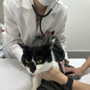 그루밍솔루션일산 | 일산고양이동물병원 내과 원장이 설명하는 고양이 치아흡수성병변의 실제 진행 과정