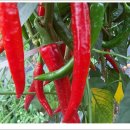 빨간고추 이미지