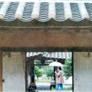 삼길포 선상어시장거리 이미지