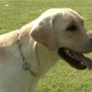 육군 군견훈련소 이미지