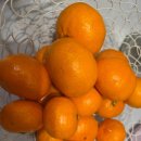 태현농장 | 내돈내산 제주 태현농장 감귤 후기｜회사 선물로 먹고 반해서 집에까지 주문한 귤 맛집 (복불복 없음)