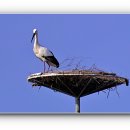 황새둥지 이미지