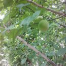 거명농장 이미지