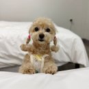 카페 꼰띠고 | 7월 태안 안면도 강아지 동반여행 | 수영장과 운동장이 있는 <꼰띠고 애견펜션> 장단점 솔직후기
