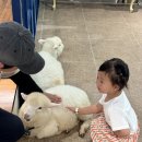 멍스토리 | 포천 가볼만한곳 추천 마이애니멀스토리 평강랜드 후기