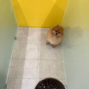 제제네 멍치원 이미지