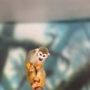 추산농장 | “한 마리에 3000만원?”… 신약 열풍에 中 실험용 원숭이 몸값 폭등