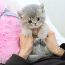 대구고양이분양 테디럽 이미지