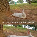 너무 귀엽고 신기한 토끼가 새끼를 지키는 방법 🐰 이미지