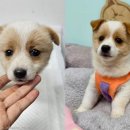 미소종합관리서비스 이미지