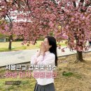 미사뚝방산책로 | 하남미사경정공원 겹벚꽃 실시간 개화상황 | 주차장, 피크닉