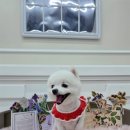 고려 애견 미용실 이미지