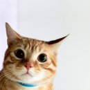 서울애견마트 이미지