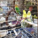 구로애조원 이미지