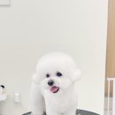 그루미재이 이미지