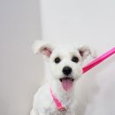 개편한 미용# 이미지