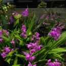 올래펜션민박 이미지