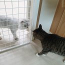 묘랑묘랑 일산점 이미지