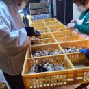 신라부화장 이미지