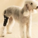 고려보조기 이미지