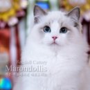 마론도리스(Marondollis) 이미지