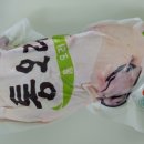 싱싱오리 이미지