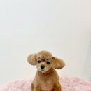수진애견미용 이미지