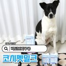 4공단로1L-3 | 락토프리우유 강아지 급여 호주산 대형견 펫밀크 코시펫밀크1L