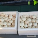 최병철농장 이미지