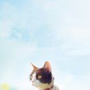 나만 없어 고양이 이미지