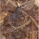성경이 말씀하시는 한국사 Korean History as Spoken of in the Bible 이미지