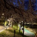 논현로28길(벚꽃길) 이미지