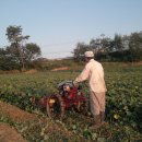 금천농원 이미지