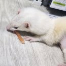 오석헌동물병원 이미지