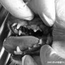 온누리동물병원 이미지