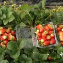 송촌1리 이미지