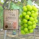 수진농장 이미지